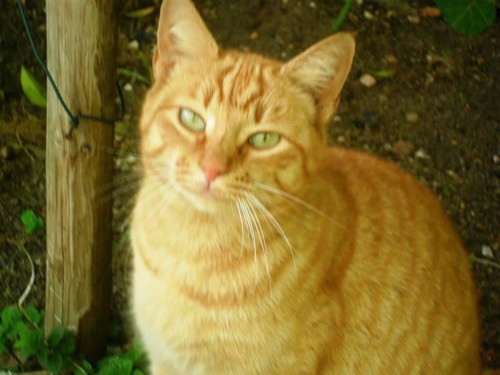 A Cat with Every House